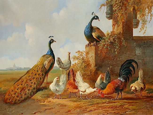 Albertus Verhoesen: Peacocks and chickens, unknow artist